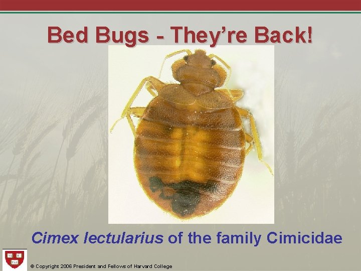 Bed Bugs - They’re Back! Cimex lectularius of the family Cimicidae © Copyright 2006