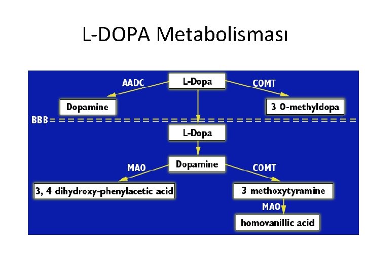 L-DOPA Metabolisması 