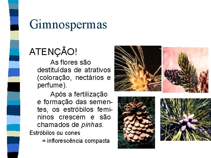 Gimnospermas ATENÇÃO! As flores são destituídas de atrativos (coloração, nectários e perfume). Após a