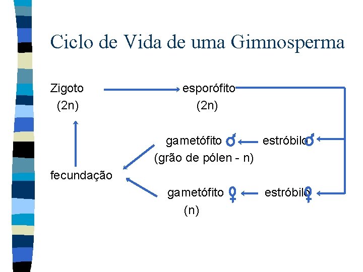 Ciclo de Vida de uma Gimnosperma Zigoto (2 n) esporófito (2 n) gametófito estróbilo
