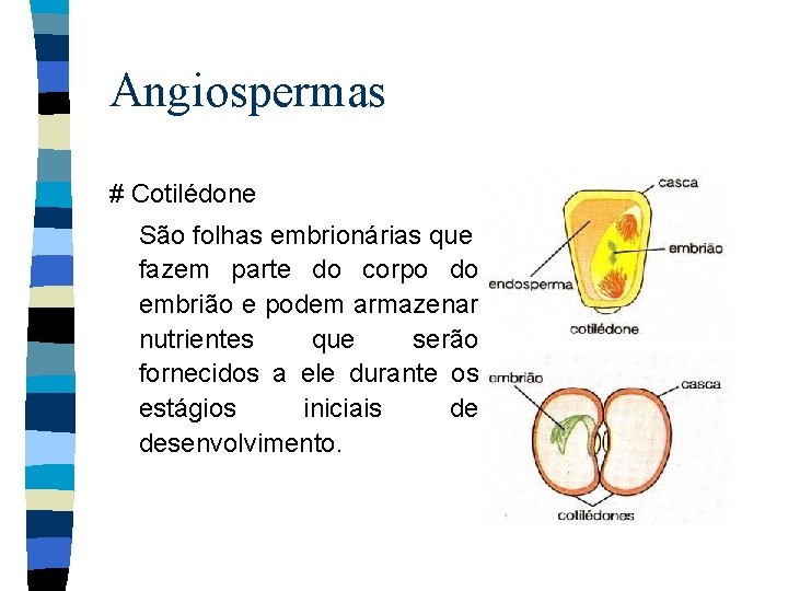 Angiospermas # Cotilédone São folhas embrionárias que fazem parte do corpo do embrião e