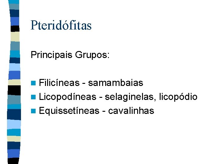 Pteridófitas Principais Grupos: n Filicíneas - samambaias n Licopodíneas - selaginelas, licopódio n Equissetíneas