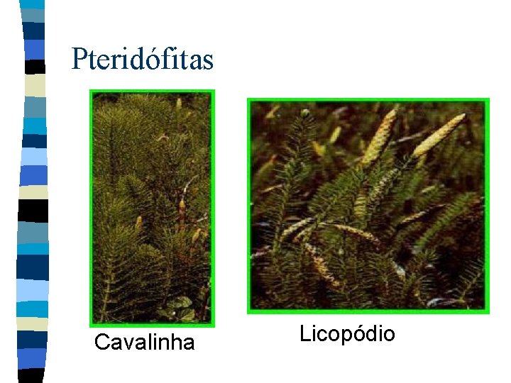 Pteridófitas Cavalinha Licopódio 