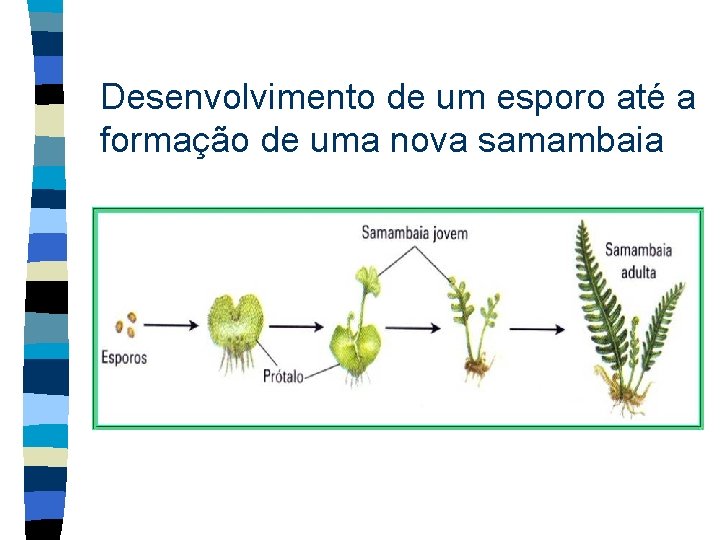 Desenvolvimento de um esporo até a formação de uma nova samambaia 
