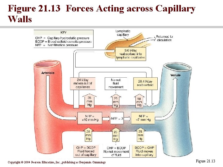 Figure 21. 13 Forces Acting across Capillary Walls Copyright © 2004 Pearson Education, Inc.