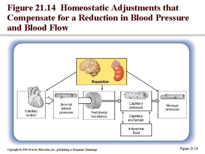 Figure 21. 14 Homeostatic Adjustments that Compensate for a Reduction in Blood Pressure and