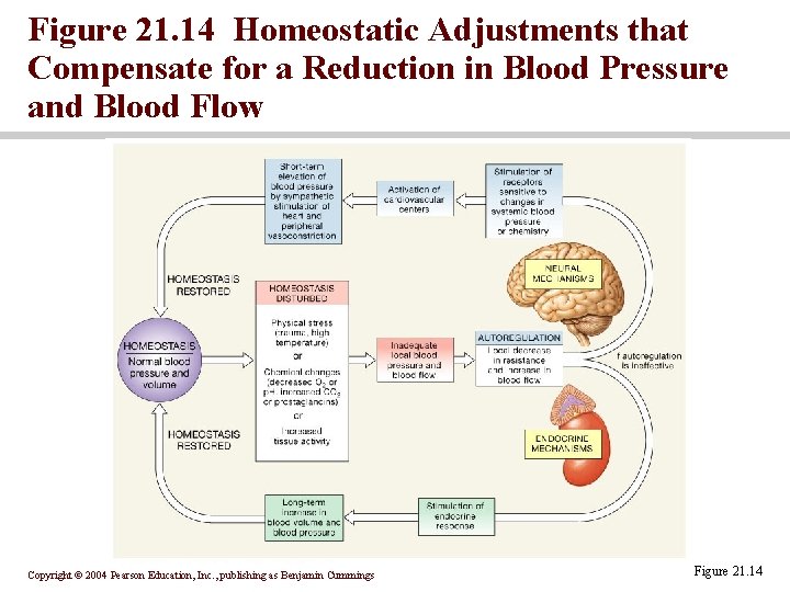 Figure 21. 14 Homeostatic Adjustments that Compensate for a Reduction in Blood Pressure and