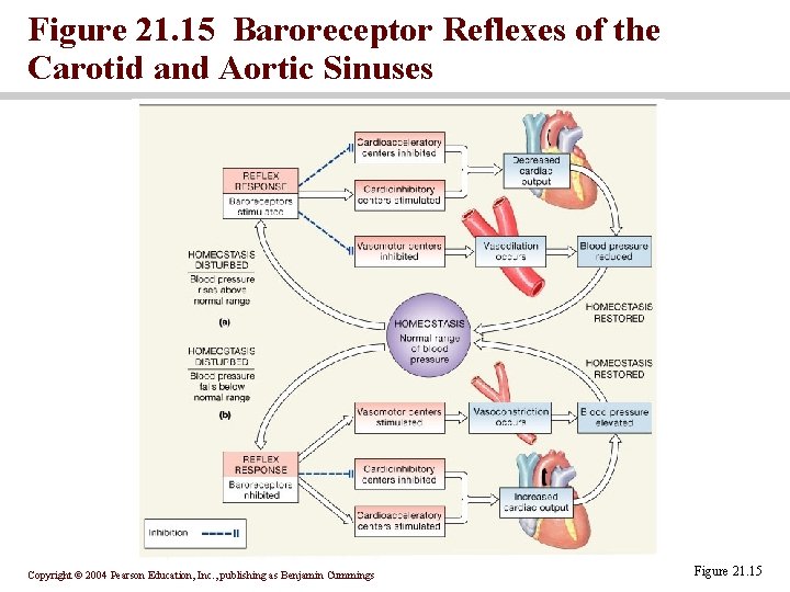 Figure 21. 15 Baroreceptor Reflexes of the Carotid and Aortic Sinuses Copyright © 2004