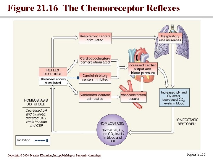 Figure 21. 16 The Chemoreceptor Reflexes Copyright © 2004 Pearson Education, Inc. , publishing