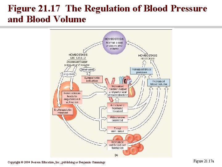 Figure 21. 17 The Regulation of Blood Pressure and Blood Volume Copyright © 2004