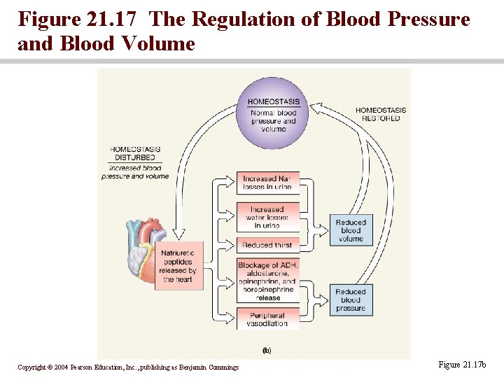Figure 21. 17 The Regulation of Blood Pressure and Blood Volume Copyright © 2004