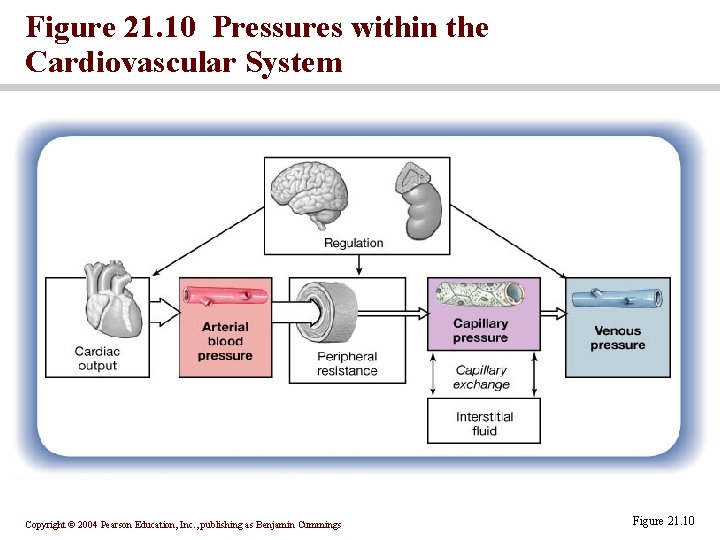 Figure 21. 10 Pressures within the Cardiovascular System Copyright © 2004 Pearson Education, Inc.