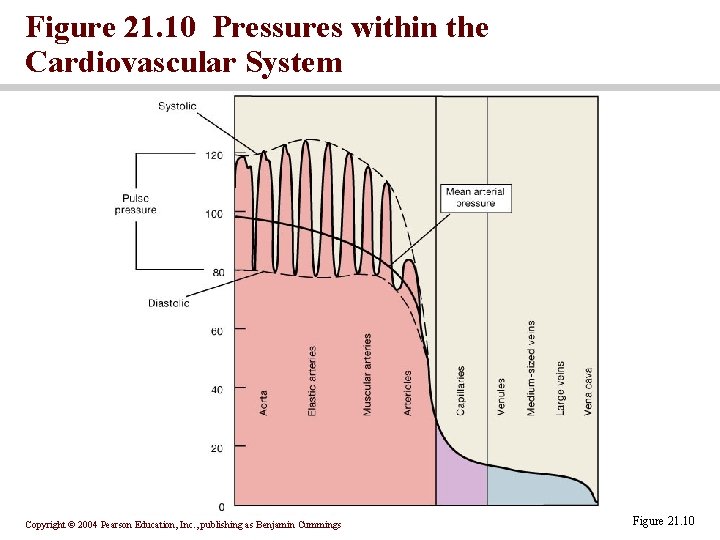 Figure 21. 10 Pressures within the Cardiovascular System Copyright © 2004 Pearson Education, Inc.