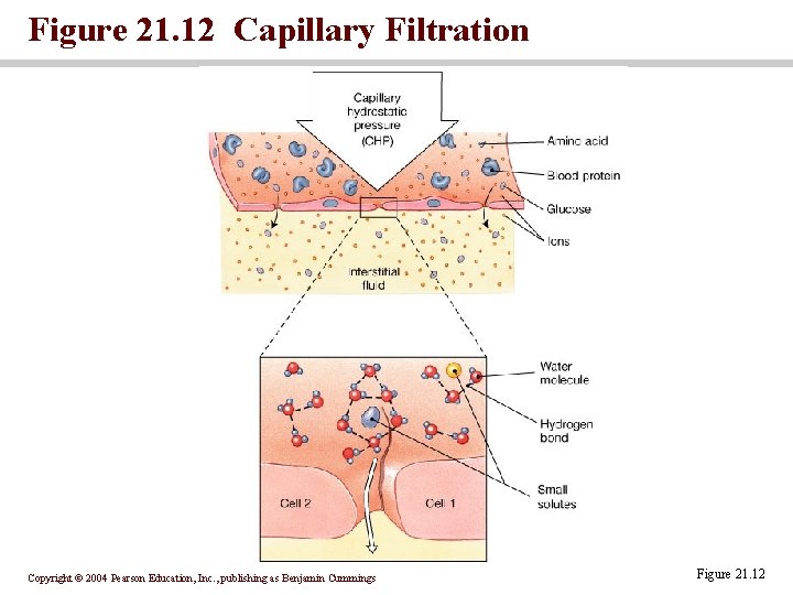 Figure 21. 12 Capillary Filtration Copyright © 2004 Pearson Education, Inc. , publishing as