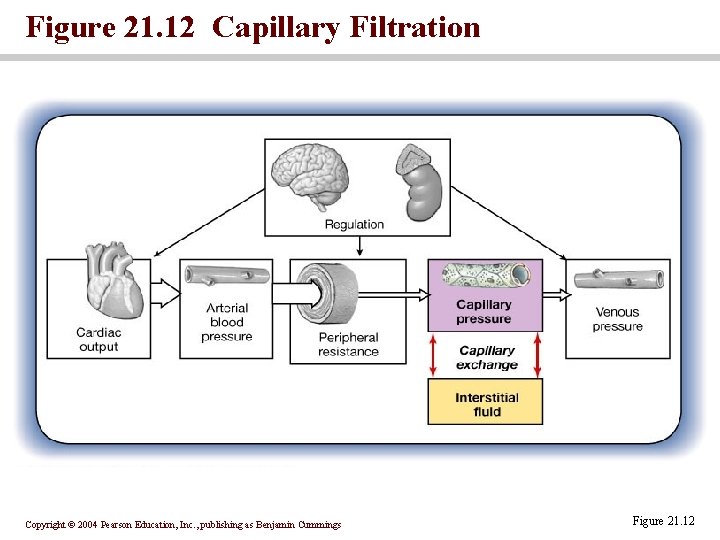 Figure 21. 12 Capillary Filtration Copyright © 2004 Pearson Education, Inc. , publishing as