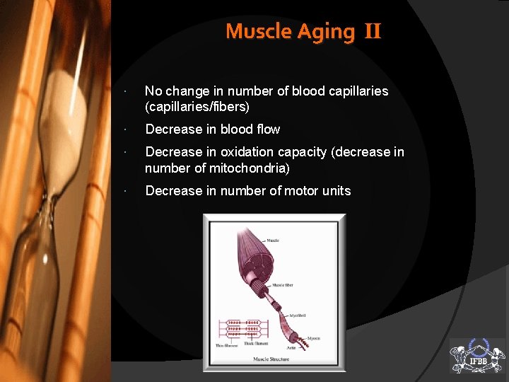 Muscle Aging II No change in number of blood capillaries (capillaries/fibers) Decrease in blood