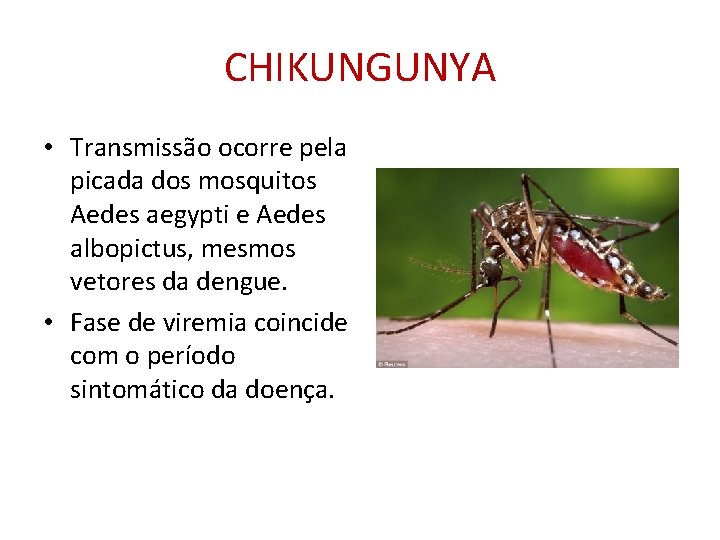 CHIKUNGUNYA • Transmissão ocorre pela picada dos mosquitos Aedes aegypti e Aedes albopictus, mesmos