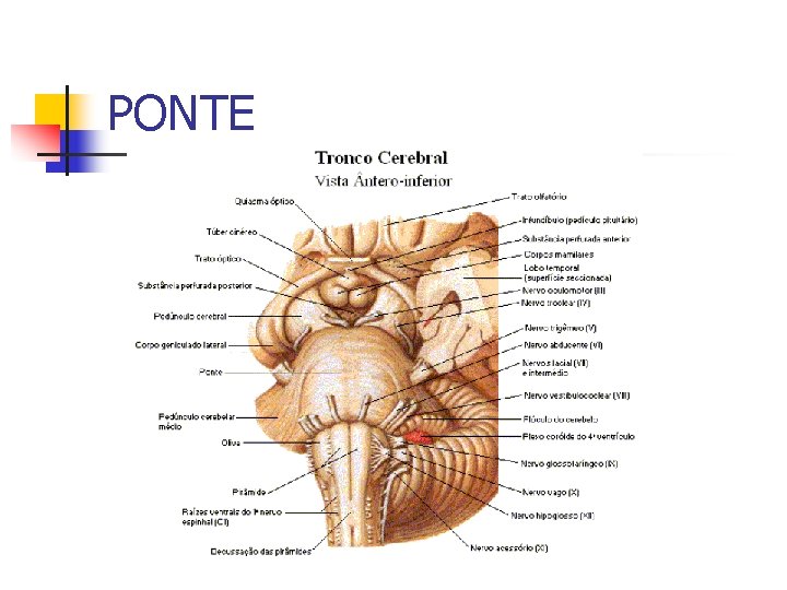 PONTE 