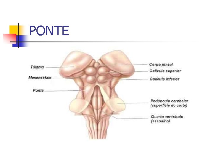 PONTE 