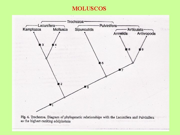 MOLUSCOS 