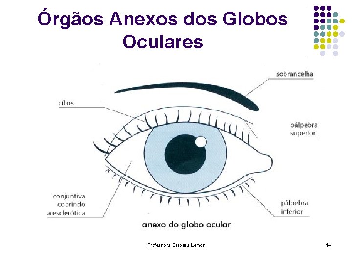Órgãos Anexos dos Globos Oculares Professora Bárbara Lemos 14 