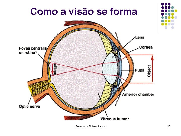 Como a visão se forma Professora Bárbara Lemos 15 