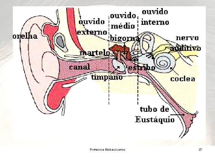 Professora Bárbara Lemos 27 