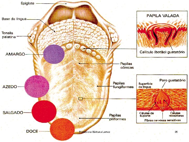 Professora Bárbara Lemos 35 
