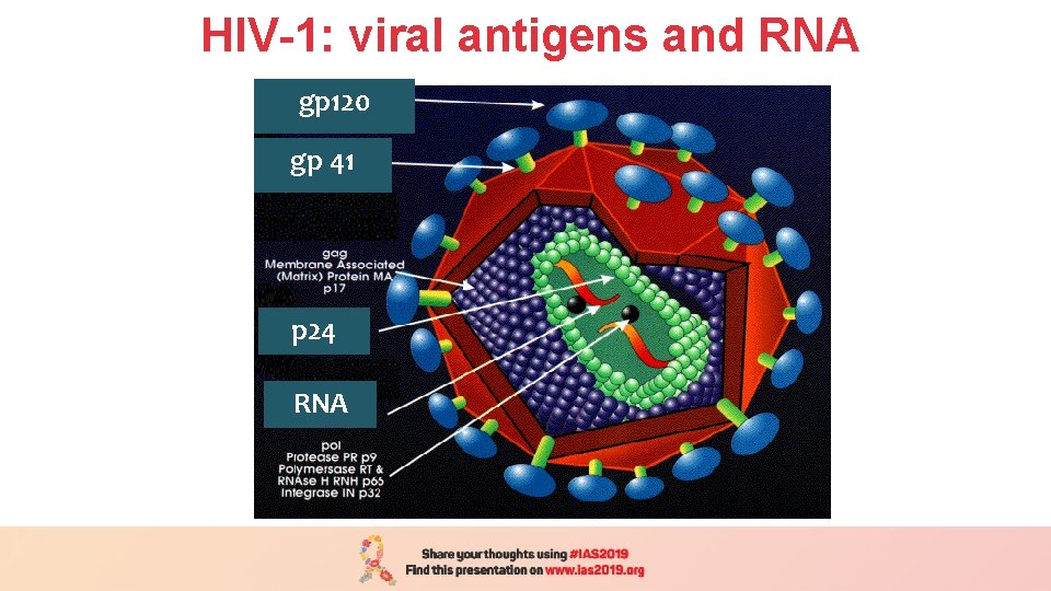 HIV-1: viral antigens and RNA gp 120 gp 41 p 24 RNA 