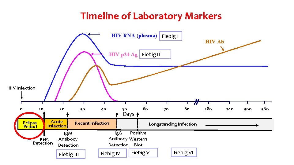 Timeline of Laboratory Markers HIV RNA (plasma) Fiebig I HIV Ab HIV p 24