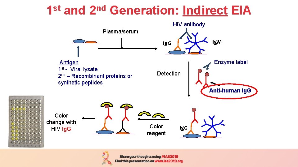 1 st and 2 nd Generation: Indirect EIA Plasma/serum (1 h/37 o C) Plasma/serum