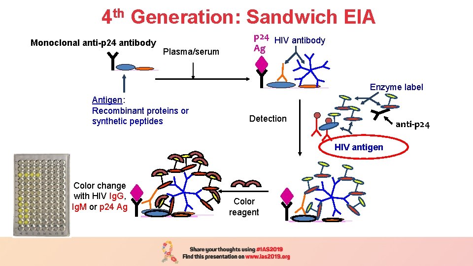 4 th Generation: Sandwich EIA Plasma/serum Monoclonal anti-p 24 antibody (1 h/37 o C)