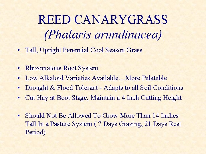 REED CANARYGRASS (Phalaris arundinacea) • Tall, Upright Perennial Cool Season Grass • • Rhizomatous