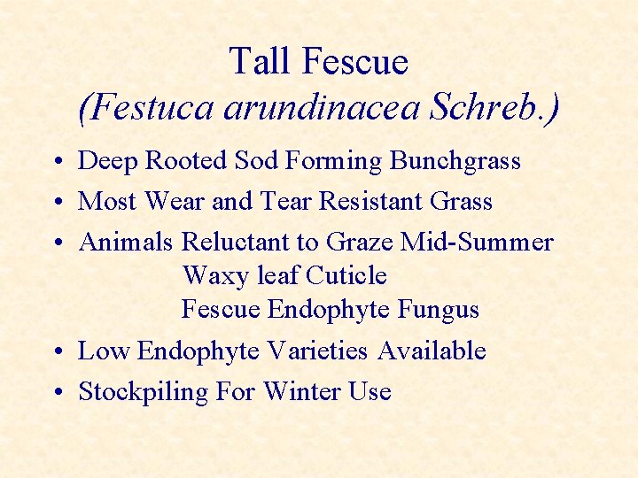 Tall Fescue (Festuca arundinacea Schreb. ) • Deep Rooted Sod Forming Bunchgrass • Most