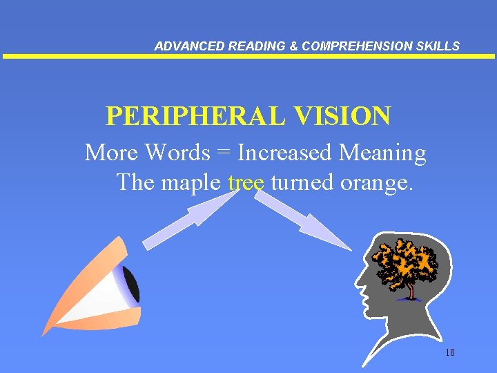 ADVANCED READING & COMPREHENSION SKILLS PERIPHERAL VISION More Words = Increased Meaning The maple