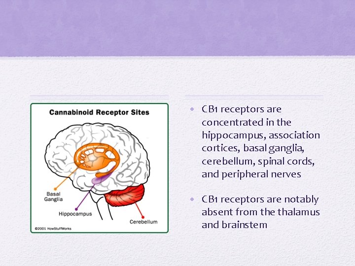  • CB 1 receptors are concentrated in the hippocampus, association cortices, basal ganglia,