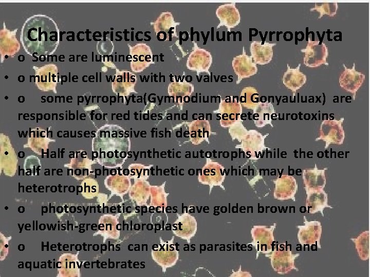 Characteristics of phylum Pyrrophyta • o Some are luminescent • o multiple cell walls Characteristics of phylum Pyrrophyta • o Some are luminescent • o multiple cell walls