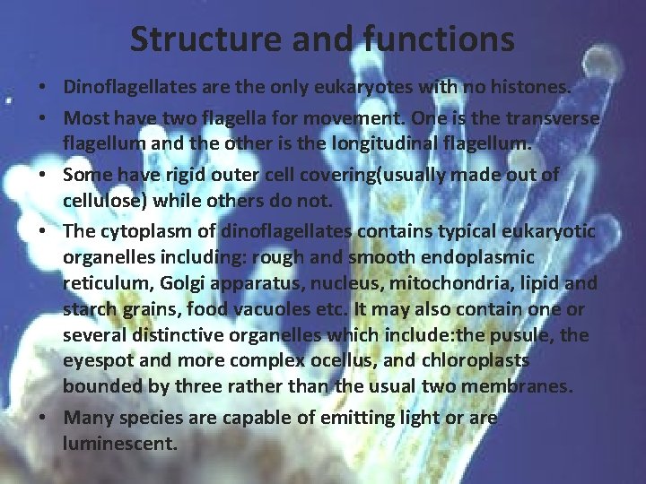 Structure and functions • Dinoflagellates are the only eukaryotes with no histones. • Most Structure and functions • Dinoflagellates are the only eukaryotes with no histones. • Most
