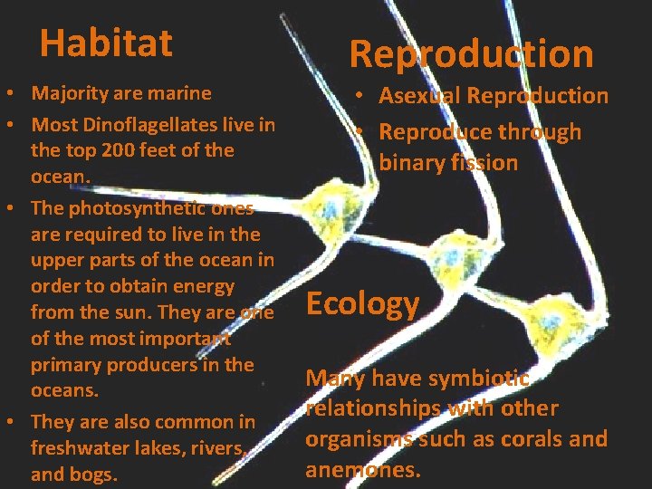Habitat • Majority are marine • Most Dinoflagellates live in the top 200 feet Habitat • Majority are marine • Most Dinoflagellates live in the top 200 feet
