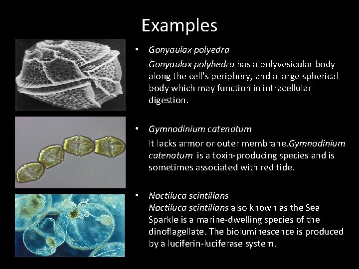 Examples • Gonyaulax polyedra Gonyaulax polyhedra has a polyvesicular body along the cell's periphery, Examples • Gonyaulax polyedra Gonyaulax polyhedra has a polyvesicular body along the cell's periphery,
