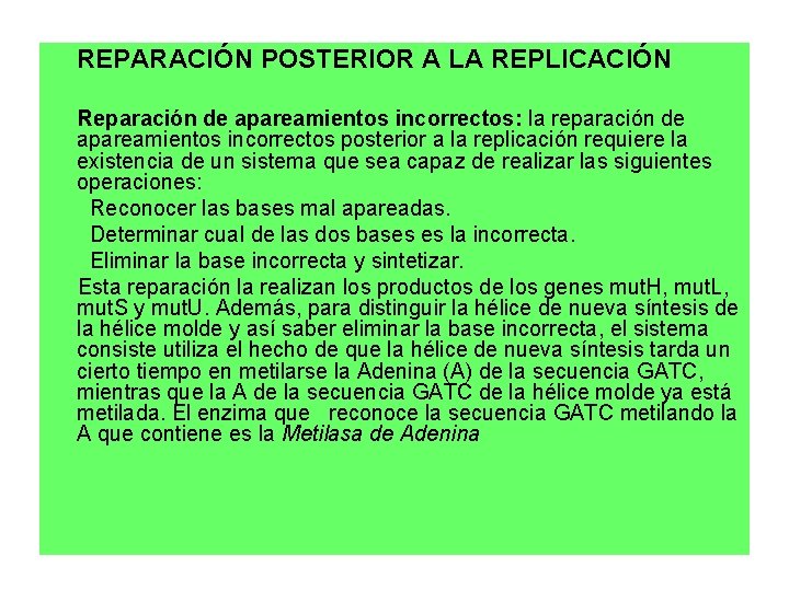 REPARACIÓN POSTERIOR A LA REPLICACIÓN Reparación de apareamientos incorrectos: la reparación de apareamientos incorrectos