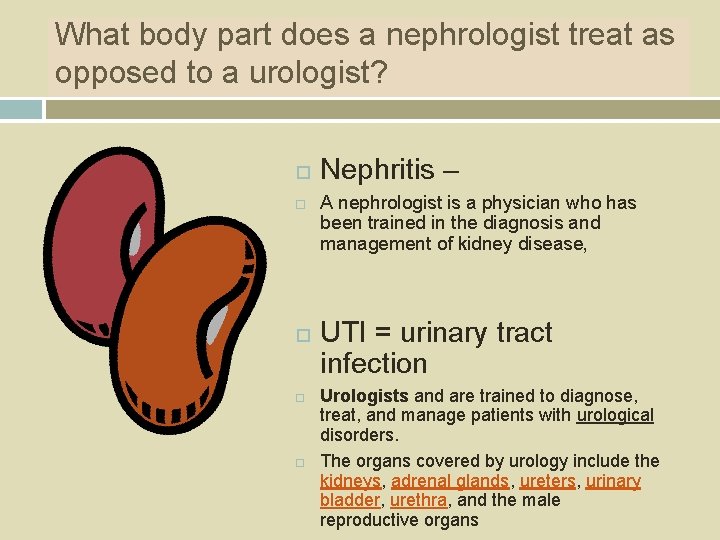 What body part does a nephrologist treat as opposed to a urologist? Nephritis –