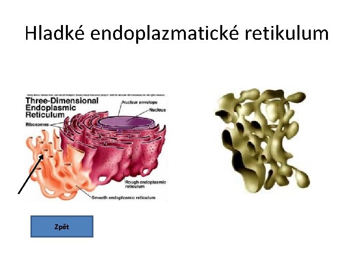 Hladké endoplazmatické retikulum Zpět 