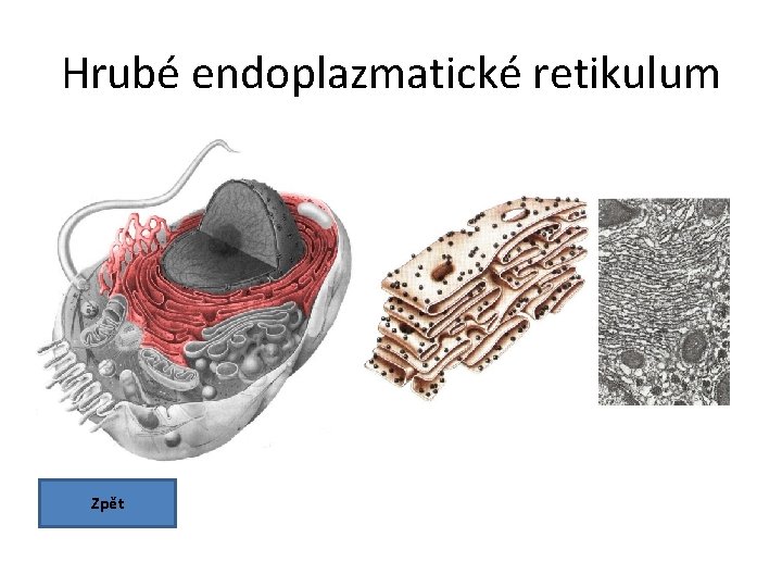 Hrubé endoplazmatické retikulum Zpět 