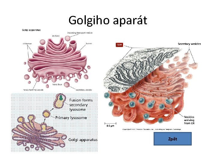 Golgiho aparát Zpět 