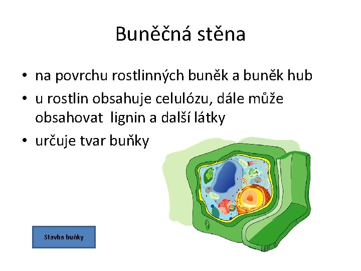 Buněčná stěna • na povrchu rostlinných buněk a buněk hub • u rostlin obsahuje