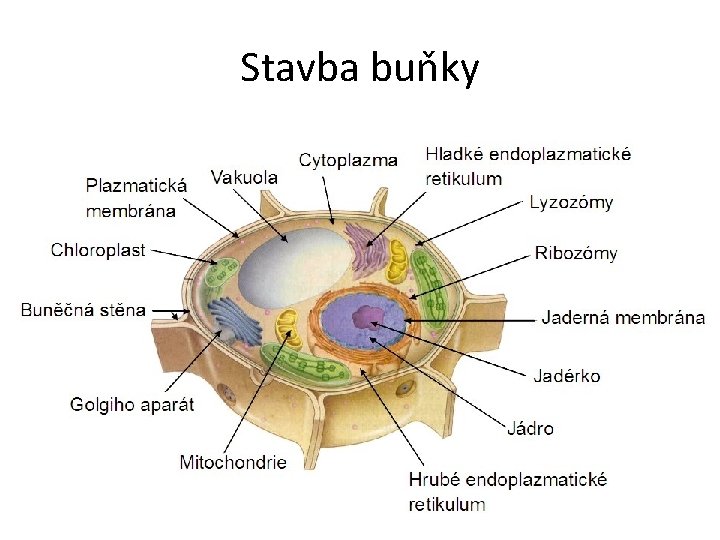 Stavba buňky 