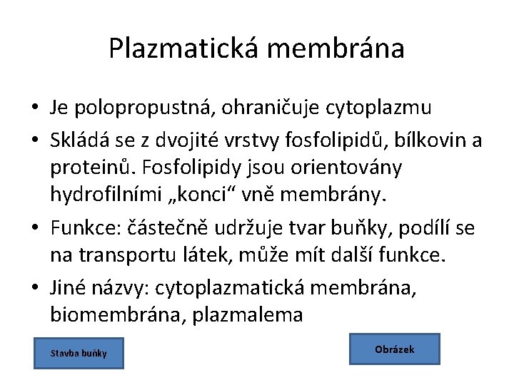 Plazmatická membrána • Je polopropustná, ohraničuje cytoplazmu • Skládá se z dvojité vrstvy fosfolipidů,