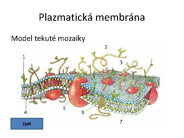 Plazmatická membrána Model tekuté mozaiky Zpět 