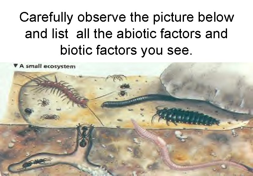 Carefully observe the picture below and list all the abiotic factors and biotic factors